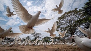 白鸽纷飞的自由场景