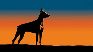 黄昏下的杜宾犬剪影