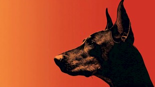 杜宾犬侧影 暖色调背景