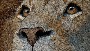 雄狮特写 深邃眼神与威严