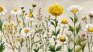 田园风雏菊花卉插画