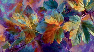 梦幻多彩秋叶特写