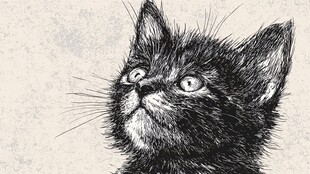 仰望的黑猫插画