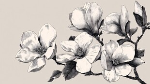 黑白玉兰手绘花卉图