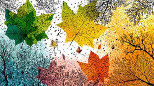 秋日多彩枫叶梦幻森林景