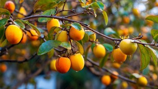 枝头硕果累累的金黄柿子