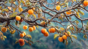 枝头硕果累累的金黄柿子