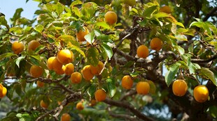 枝头硕果累累的黄柿子