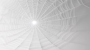 白色蛛网的精致纹理