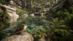 溪边栖鸟 幽美自然景致