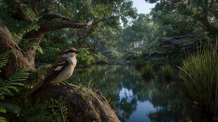 林中小鸟栖于溪边岩石上