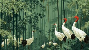 竹林中优雅的丹顶鹤群