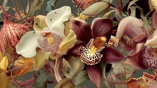 多彩珍稀兰花特写