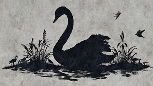 水墨黑天鹅与飞鸟芦苇