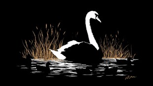 黑底白天鹅与芦苇剪影