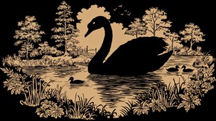 黑天鹅湖畔悠然景致