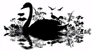 黑天鹅于花草间悠然戏水