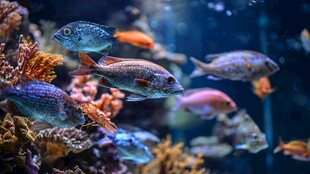 多彩海底鱼群畅游珊瑚间