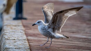 海鸥展翅于木质平台