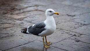 雨中站立的灰白海鸥