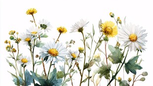 水彩雏菊花卉清新插画