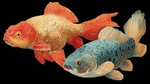 双金鱼绘 红金与蓝绿之美