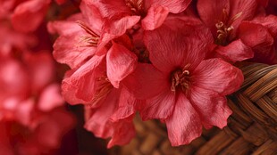 竹篮中的娇艳粉红色花朵