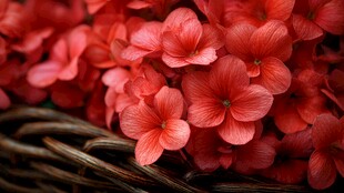 盛放的红色绣球花于篮中