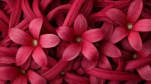 玫红色花朵的紧密排列