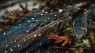 蓝色带斑羽毛躺于苔藓间