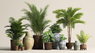 多样盆栽绿植组合展示