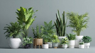 多样盆栽绿植展示