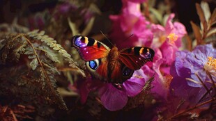 蝶舞繁花间
