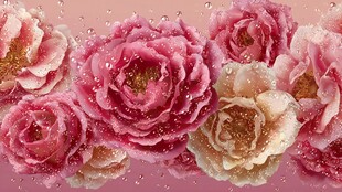 娇艳带露玫瑰花卉图