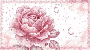 粉色带露玫瑰唯美插画