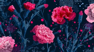 梦幻粉色康乃馨花卉图案