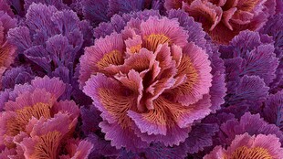 多彩羽衣甘蓝绽放美丽