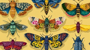 多彩飞蛾图案展示