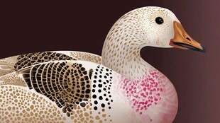 斑点花纹鸭特写