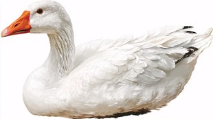 白色大鹅特写