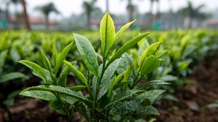 雨后嫩绿茶树生机勃勃
