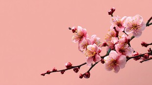 粉梅绽放于柔粉背景中