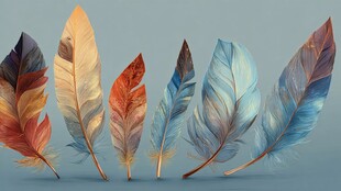 多彩羽毛 轻盈梦幻的艺术呈现