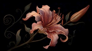 粉色百合花特写