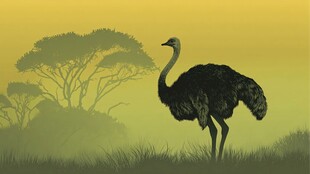 草原上的独行鸵鸟