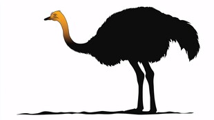 站立的鸵鸟剪影