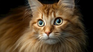 橘色长毛猫的灵动瞬间