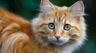 橘色长毛猫的灵动瞬间