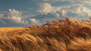 金色麦浪与蓝天白云美景