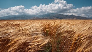 金色麦浪与远山的壮美风景